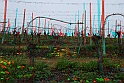 Fiori di primavera_14